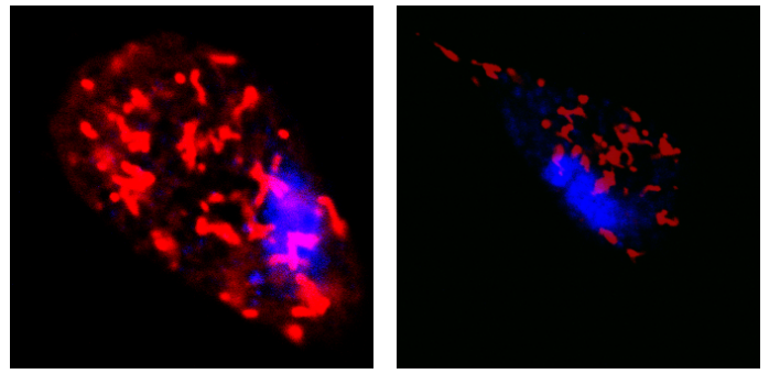 线粒体钙瞬时变化检测