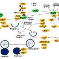 细胞自噬研究