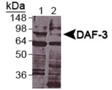 DAF-3抗体:与秀丽隐杆线虫DAF-3蛋白发生反应 DAF-3抗体:与秀丽隐杆线虫DAF-3蛋白发生反应