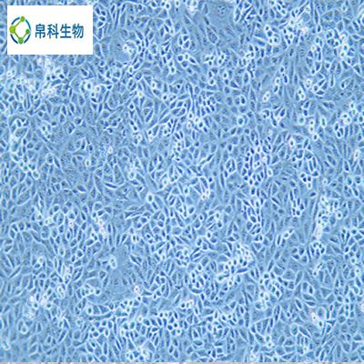 TM4（正常小鼠睾丸Sertoli细胞）