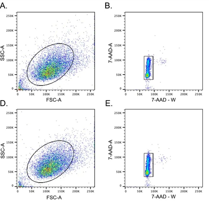 BrdU检测-免疫荧光法