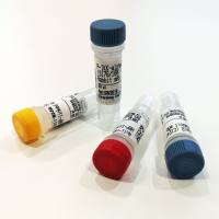 IkappaB-zeta Antibody (Mouse Specific)
