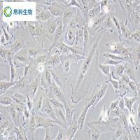 小鼠表皮黑色素细胞