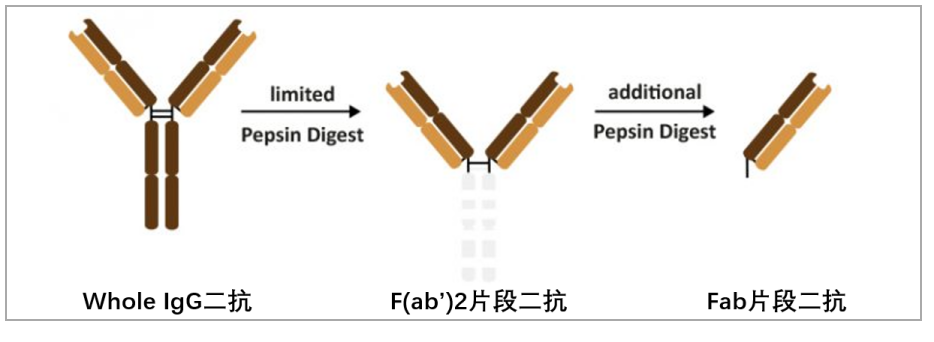 如何正确选择二抗？