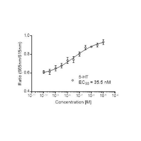 Human 5HT1A (HTR1A)受体稳定表达细胞株