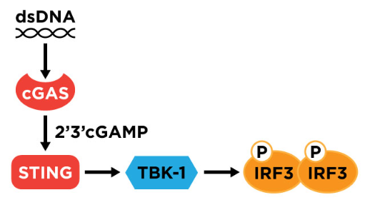2'3'-cGAMP ELISA kit / 2'3'-cGAMP ELISA试剂盒 2'3'-cGAMP ELISA kit / 2'3'-cGAMP ELISA试剂盒