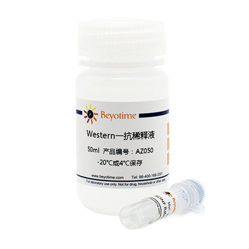 BRG1 Rabbit Monoclonal Antibody