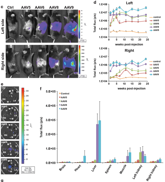 肾脏组织丨AAV在肾脏组织研究中的靶向策略