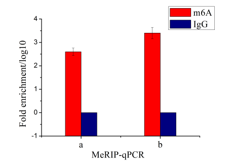 RNA甲基化免疫共沉淀技术(m5C,m6A,m7G MeRI