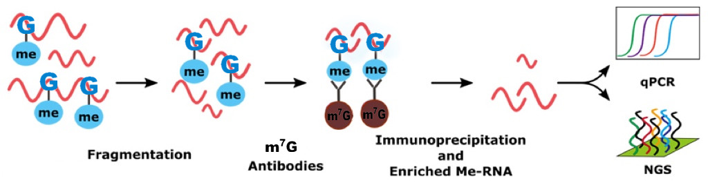 RNA甲基化免疫共沉淀技术(m5C,m6A,m7G MeRI