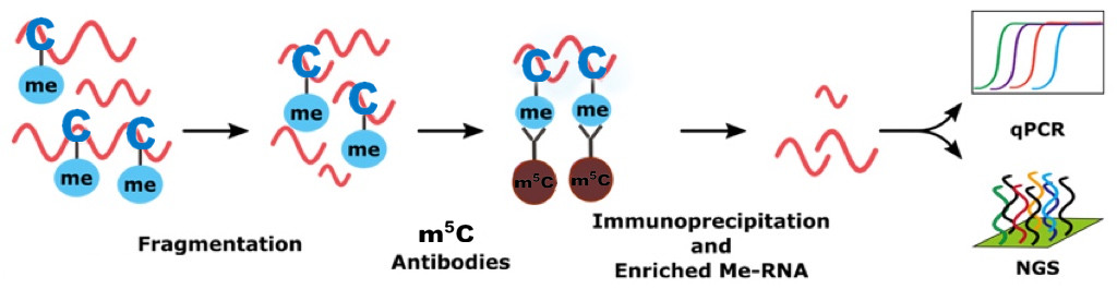 RNA甲基化免疫共沉淀技术(m5C,m6A,m7G MeRI