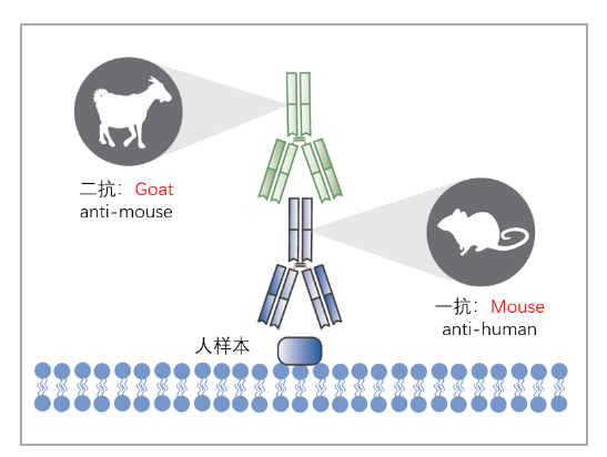 如何正确选择二抗？