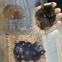 阿尔兹海默症(AD)转基因模型