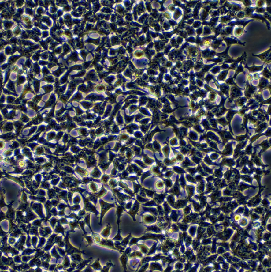 293T [HEK-293T] 人胚肾细胞