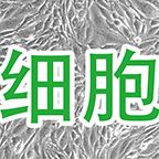 CHO-S中国仓鼠卵巢细胞(悬浮）