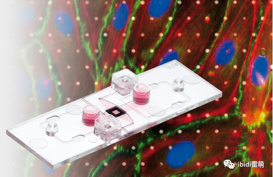 ibiPore可视化的Transwell:可实时观察流动、剪切力作用下细胞迁移、侵袭、细胞间相互作用