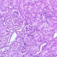 HE染色   免疫组化染色  免疫荧光染色