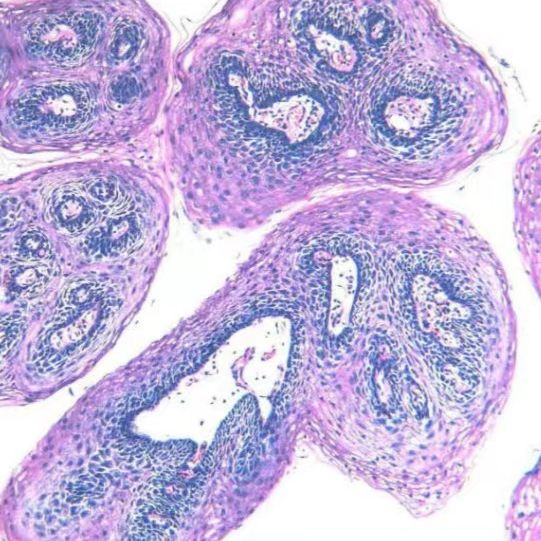 常规石蜡病理切片