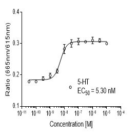 Rat 5-HT1F (HTR1F)受体稳定表达细胞株