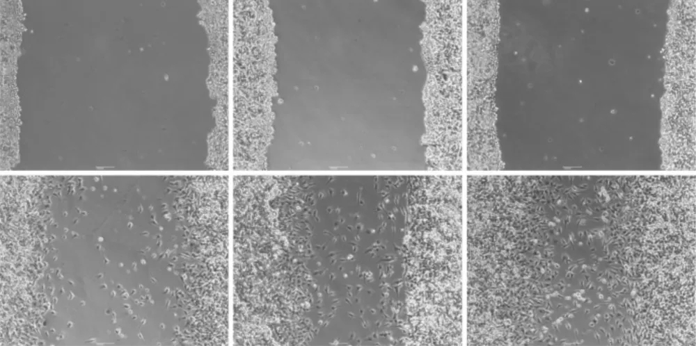 生物细胞培养迁移侵袭MTT转染流式分选诱导整体课题实验服务