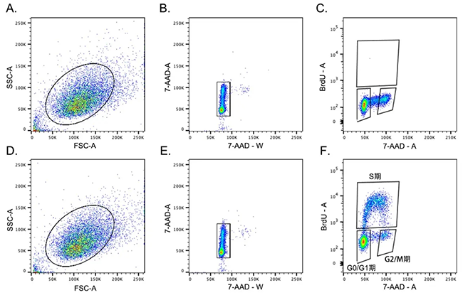 BrdU检测-免疫荧光法