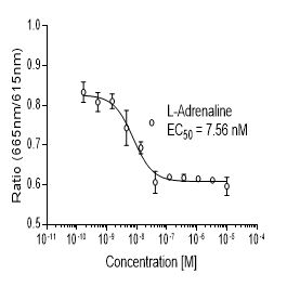 Mouse β1 (ADRB1)受体稳定表达细胞株