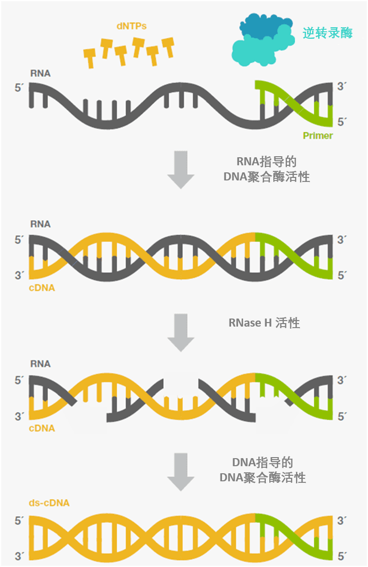 【推荐】三大因素助您找到最优的逆转录酶！