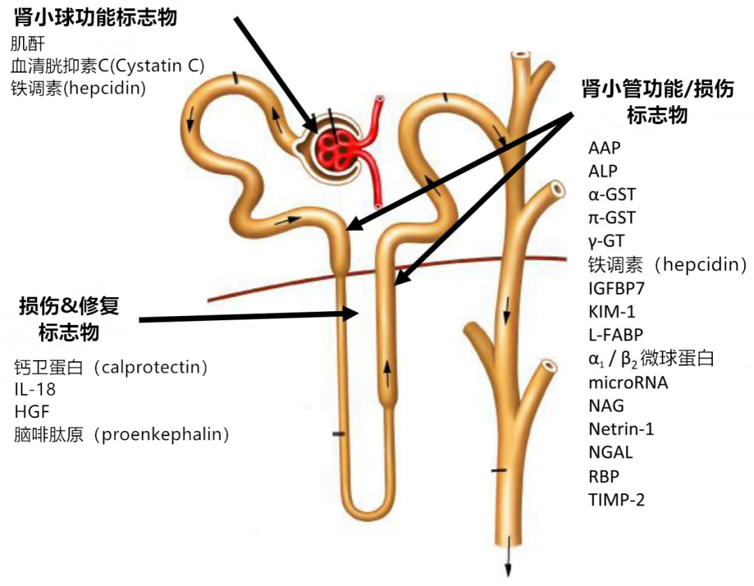 肾损伤与相关标志物