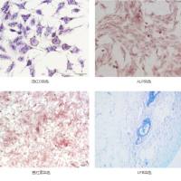 特殊染色服务项目