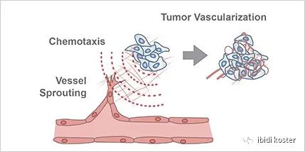 如何在体外研究心血管系统的内皮细胞