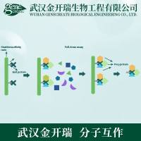 蛋白互作-GST pull down| GST钓饵( PULL DOWN )检测| GST pull-down 实验服务