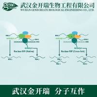 RNA结合蛋白免疫沉淀RIP/RIP-seq/Ago2-RIP/RIP-q-PCR