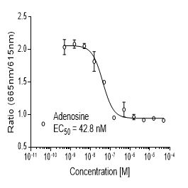 Rat A2A (ADORA2A)受体稳定表达细胞株