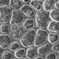 扫描电镜SEM检测