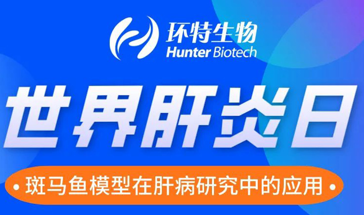 世界肝炎日丨斑马鱼模型在肝病研究中的应用