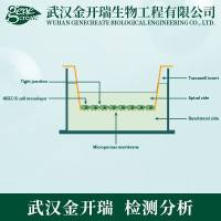 细胞迁移及侵袭| MTT/CCK8/Transwell细胞迁移侵袭实验| 细胞迁移/侵袭检测/细胞功能学研究