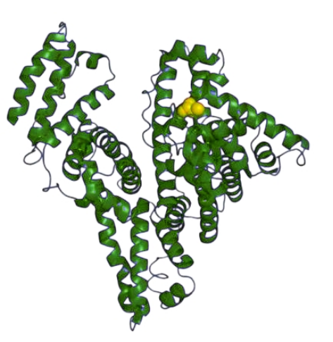 辅料级植物源重组人血清白蛋白 ——更充足、安全的药用辅料