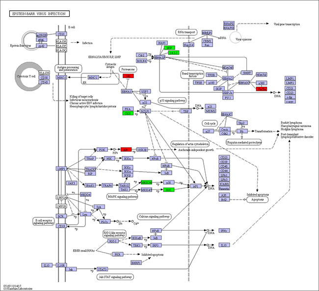 非标定量（Label-free）