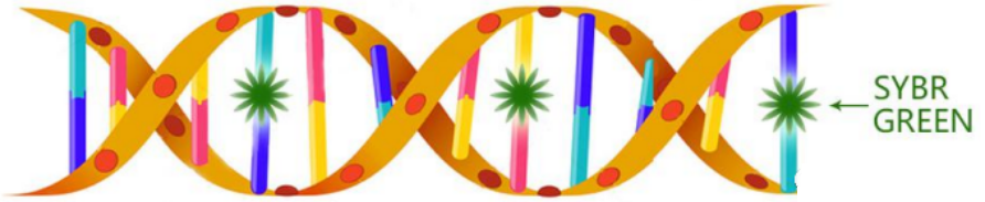 实时荧光定量PCR仪 ▏罗氏LightCycler 480 Ⅱ值得拥有！