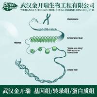 ChIP-seq测序 | 核酸-蛋白互作研究| 染色质免疫共沉淀测序| 染色质免疫共沉淀 ChIP-Seq 技术服务| 转录因子ChIP-seq整体服务