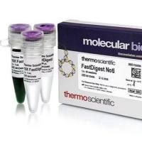 RevertAid 逆转录酶 (200 U/µL)