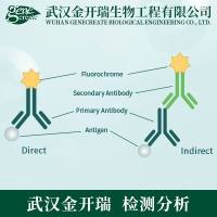 IF免疫荧光检测| 免疫荧光染色实验| 细胞免疫荧光标记