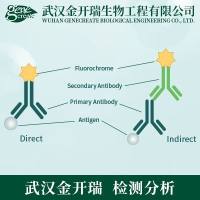 IF免疫荧光检测| 免疫荧光染色实验| 细胞免疫荧光标记