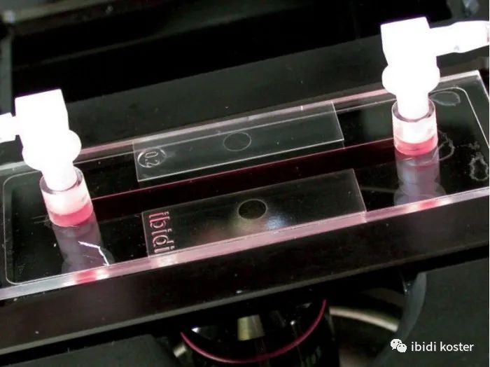 在单向流体环境下进行细胞培养粘附实验方案