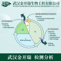 细胞周期检测| 流式细胞周期（PI染色法）| 细胞周期检测/PI检测