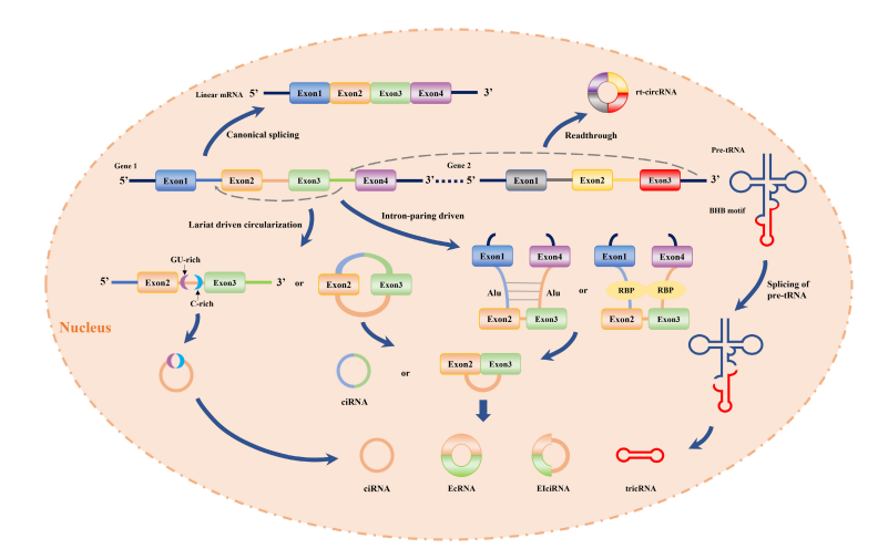 一文弄懂circRNA！