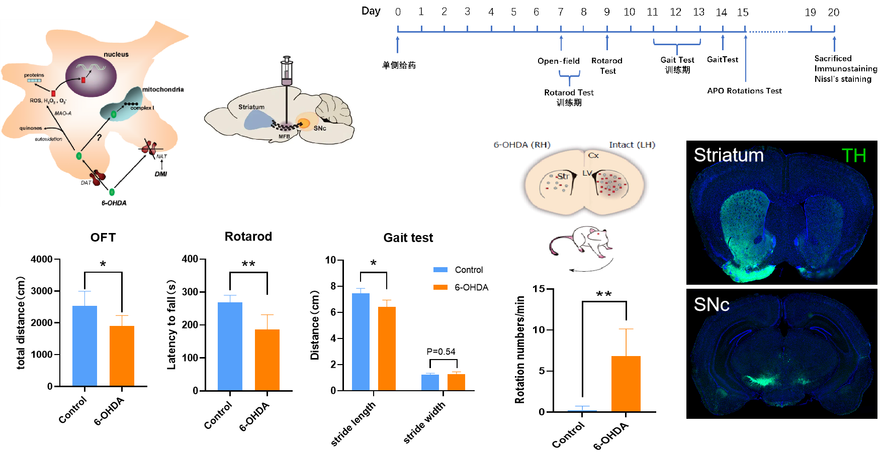 重磅推荐! 南模生物神经药效服务平台