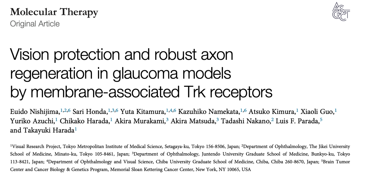 Moleculat Therapy｜膜相关Trk受体在青光眼模型中的视力保护和强大的轴突再生