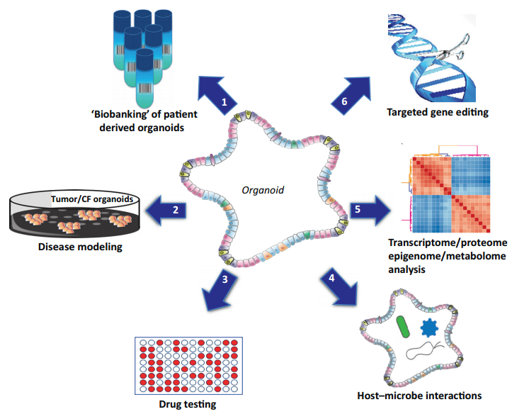 支持IND新药申报，类器官潜力不容小觑