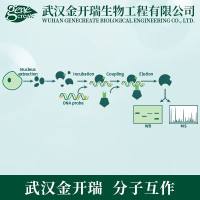 DNA pull down技术服务（DNA与蛋白相互作用）| DNA Pull-down实验代做（检测DNA与其结合蛋白相互作用）